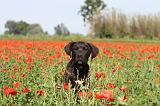 CANE CORSO 010
